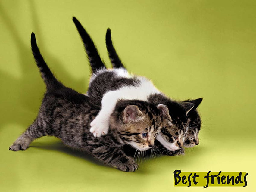 เพื่อนที่ดีที่สุด น่ารัก เพื่อน สีเขียว ลูกแมว วอลล์เปเปอร์ HD