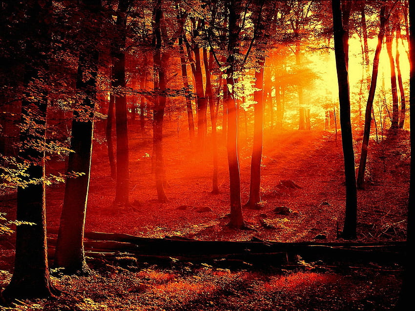 모바일 및 태블릿용 Forest Red Light Sunset[]에서 Red Light Sunset을 봅니다. 붉은 숲을 탐험하십시오. 블러드 레드, 레드 트리, 레드 정글 HD 월페이퍼