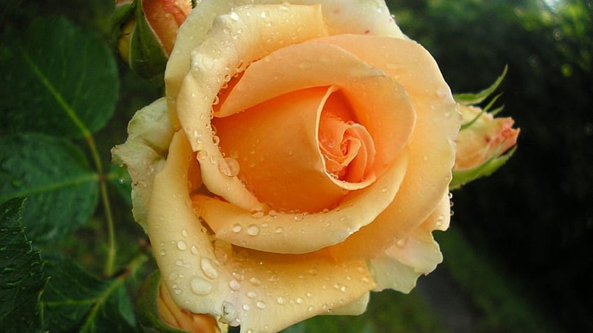 Rose, drops, beautiful, orange HD wallpaper