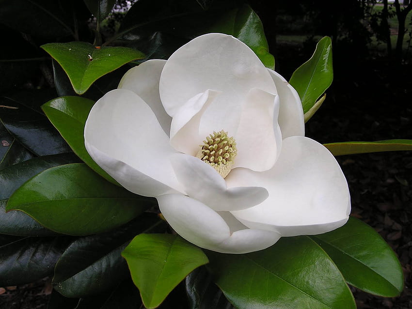 : Bunga Magnolia Selatan Wallpaper HD