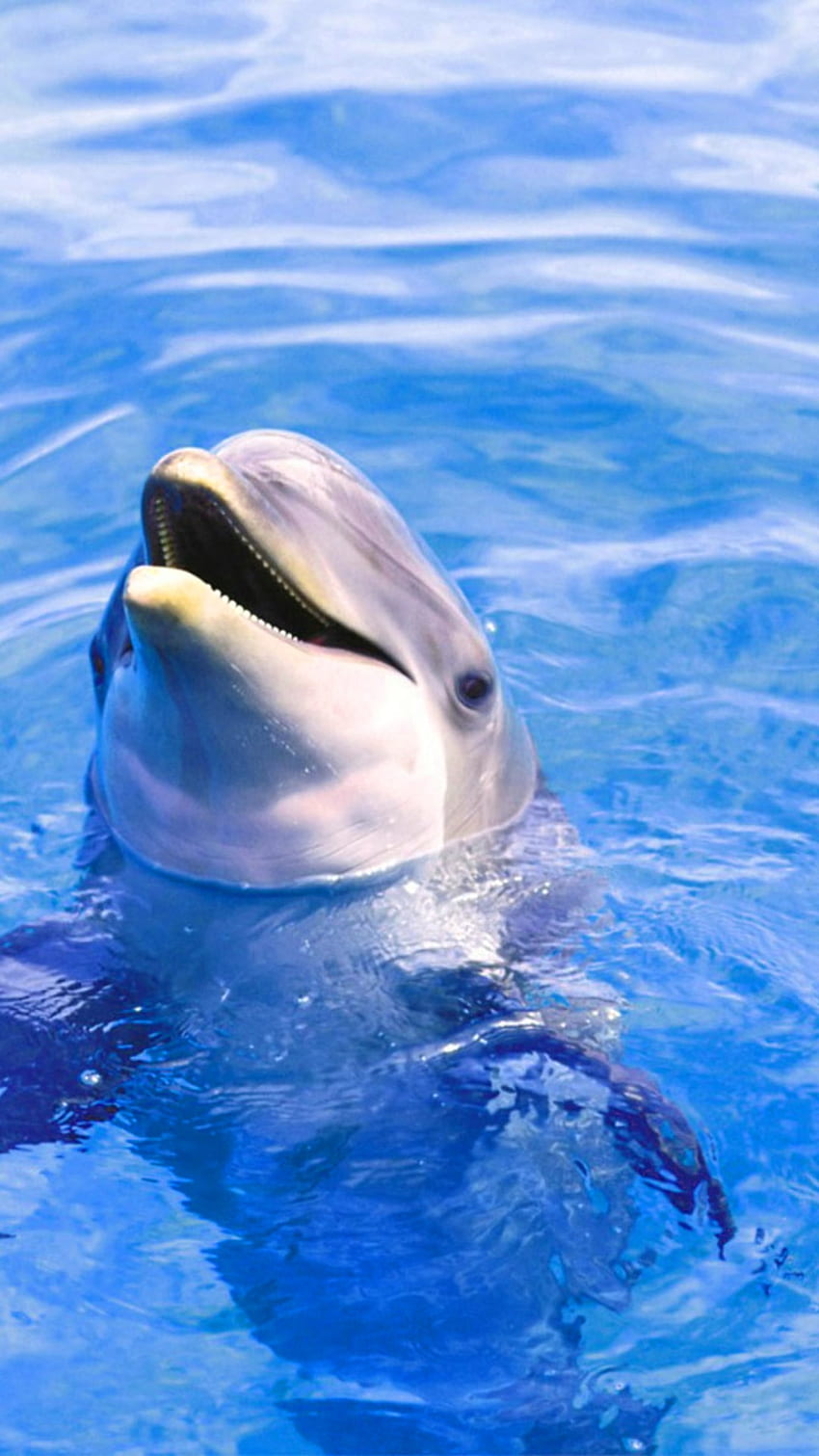 Dolphin  Cute Dolphin  Fish Wallpaper Download  MobCup