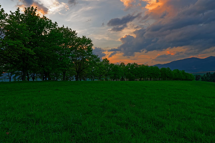 Nature, Trees, Sunset, Grass, Meadow HD wallpaper