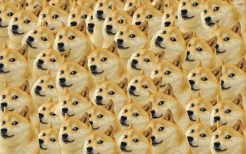 Dog Meme, Doggo Meme HD wallpaper