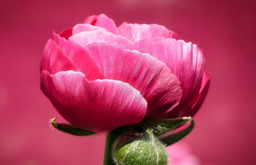 มาโคร ดอกไม้ ดอกป๊อปปี้สีชมพู วอลล์เปเปอร์ HD