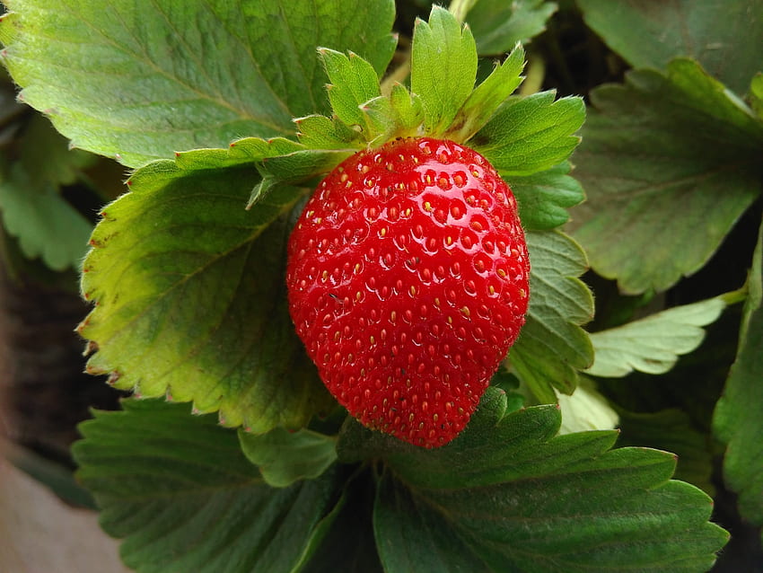 Food, Strawberry, Berry, Fruit, Ripe, Fetus HD wallpaper