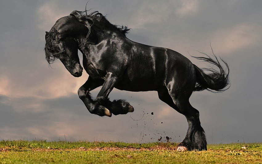 fantastic black horse 1330. Horses, Black horses, Friesian Horse HD wallpaper