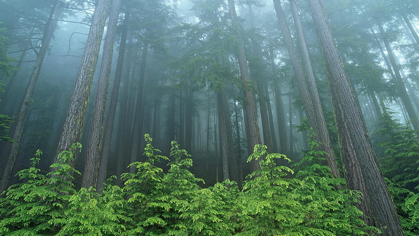 Floresta - Washington Evergreen Forests, Forks Washington papel de parede HD