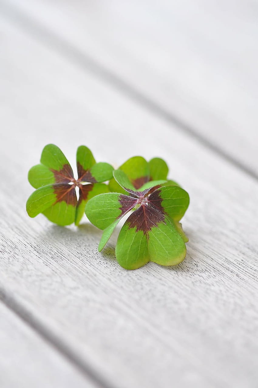 : green and brown four clover leaves, lucky clover HD phone wallpaper