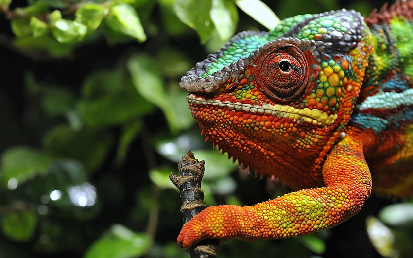 Animals, Grass, Color, Sight, Opinion, Chameleon HD wallpaper