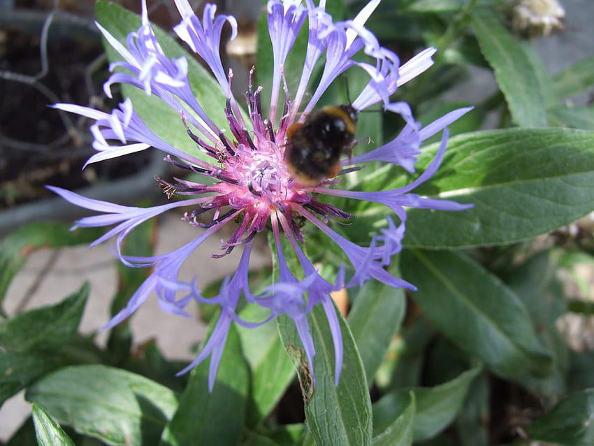 Lebah pada bunga biru yang indah, lebah, alam, bunga Wallpaper HD