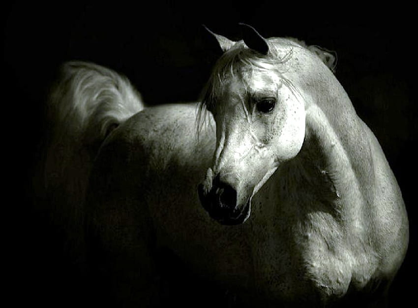 灰色、影、白、灰色、黒の背景、種牡馬、ハンサム 高画質の壁紙