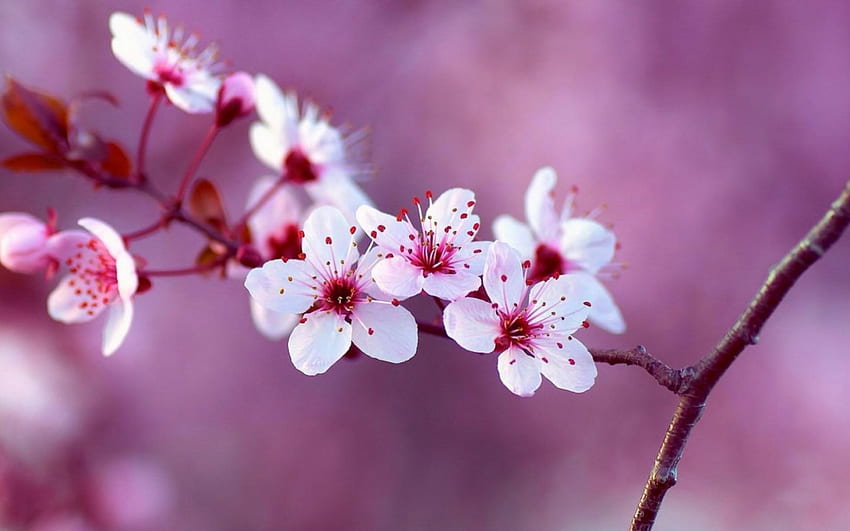 Пролетен клон, клон, природа, цветя, пролет HD тапет