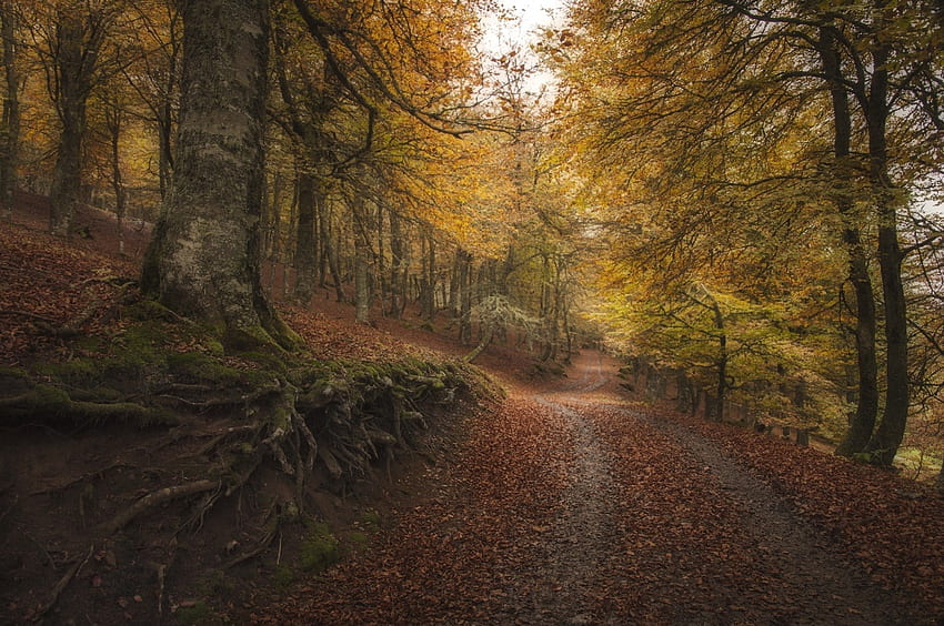 *** Las ***, jesień, las, ścieżka, upadek Tapeta HD