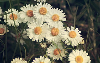 Daisy Vintage Wallpapers  Top Free Daisy Vintage Backgrounds   WallpaperAccess