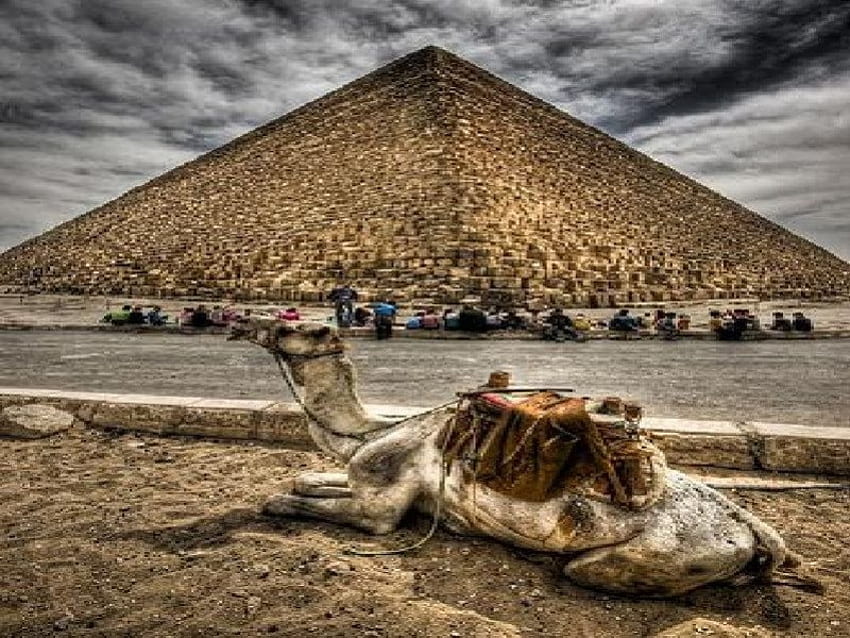 Pyramiden, egpyt, Kamel HD-Hintergrundbild