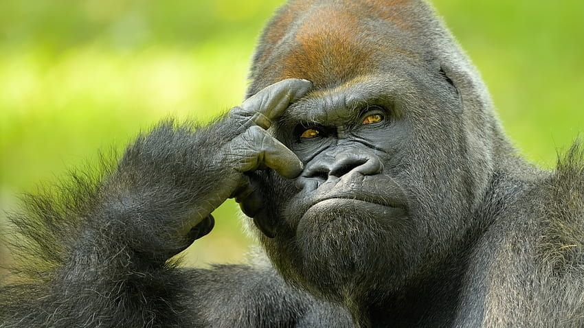 Gorila, África, Animal, Chimpanzé papel de parede HD