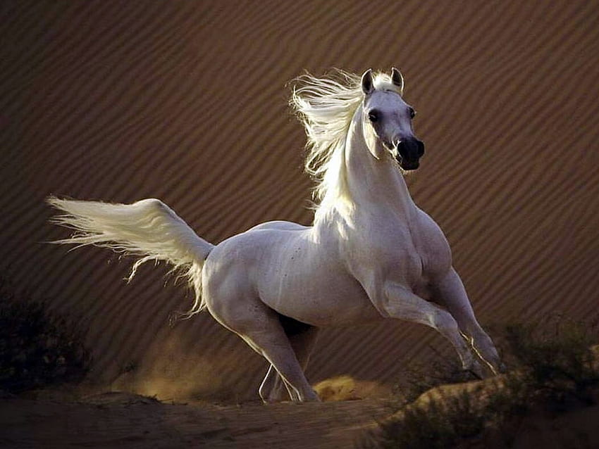 Blanc et sauvage, galop, cheval, blanc, sauvage Fond d'écran HD