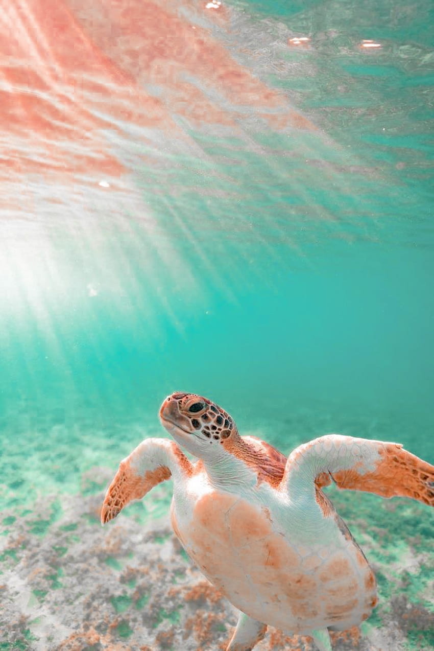 Hình nền rùa biển thẩm mỹ HD sẽ đưa bạn đến một thế giới đầy màu sắc và cảm hứng. Hãy trang trí màn hình của mình với những con rùa đáng yêu và thư giãn với phong cảnh biển tuyệt đẹp.