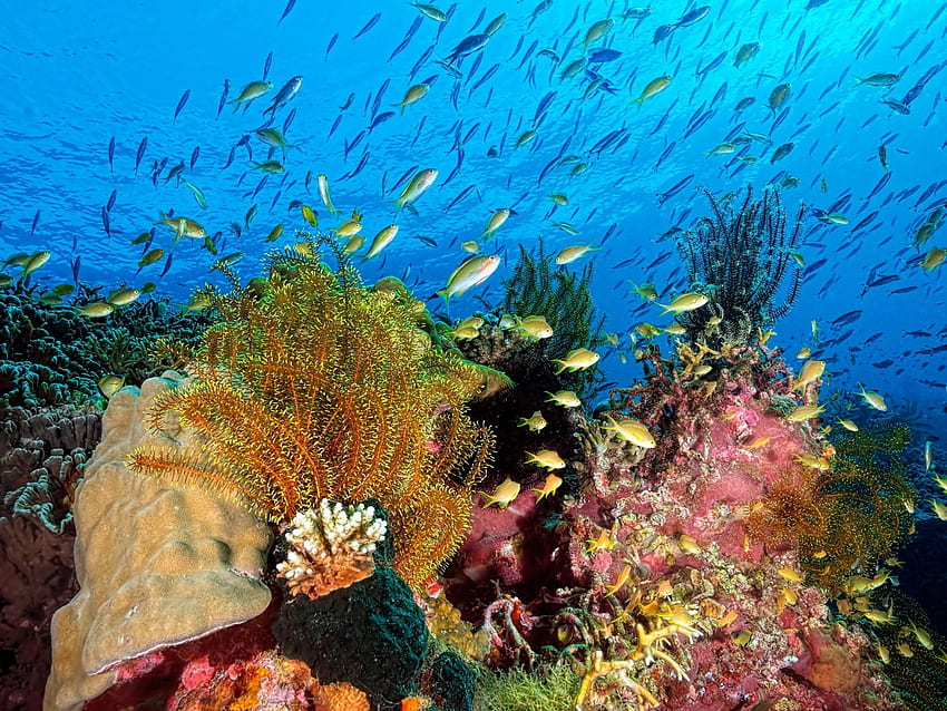 Sealife & Ocean Coral Reef, Sea, Fish, Nature, Oceans, Coral Reefs HD wallpaper