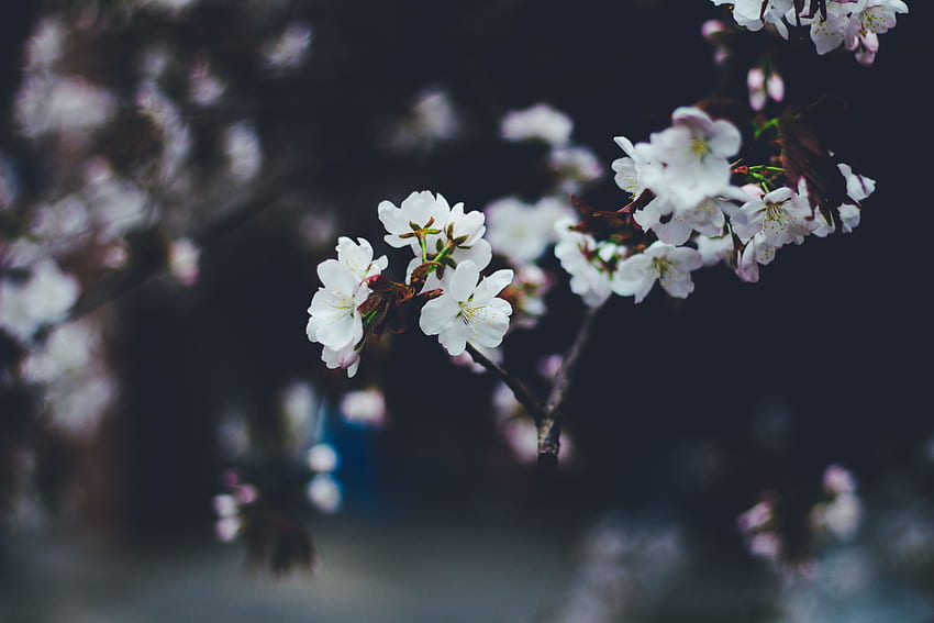 flores, macro, desenfoque, liso, ramas, flor, floración, primavera fondo de pantalla