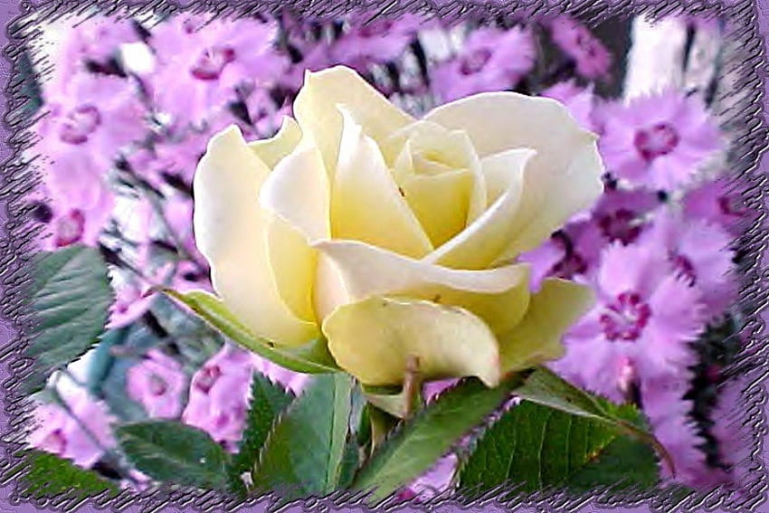 Es gelbe Rose, Rose, Blumen HD-Hintergrundbild