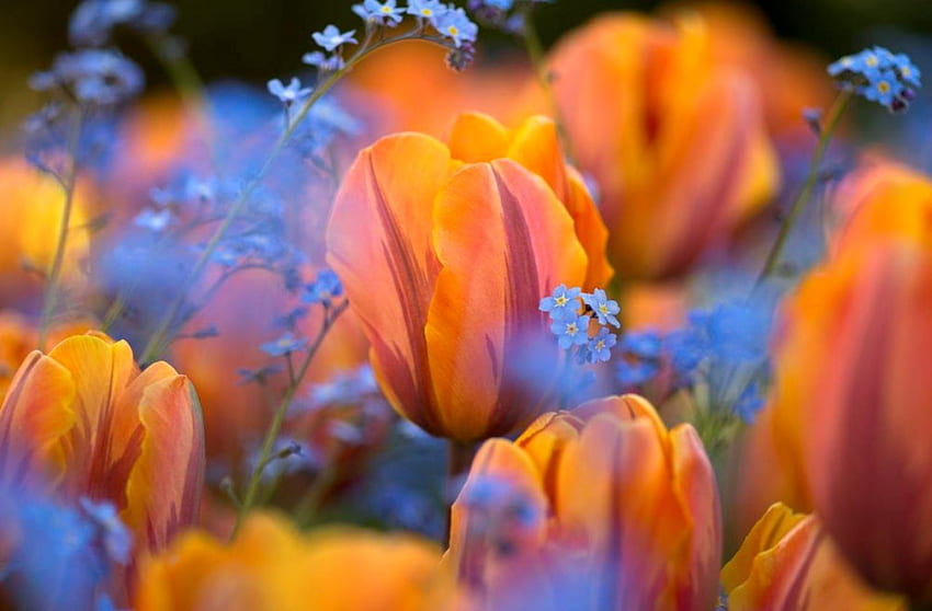 Tulips, garden, nature, flowers HD wallpaper