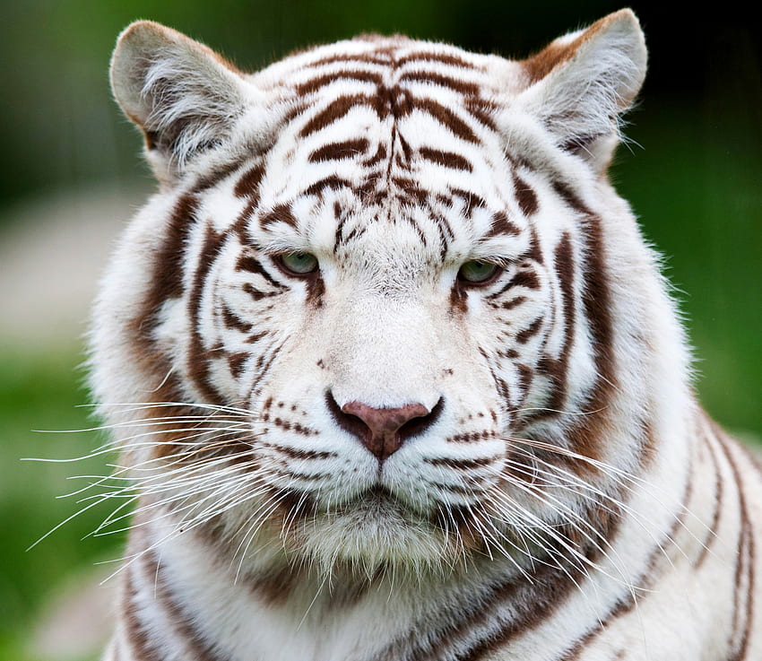 Animals, Muzzle, Predator, Tiger, White Tiger HD wallpaper