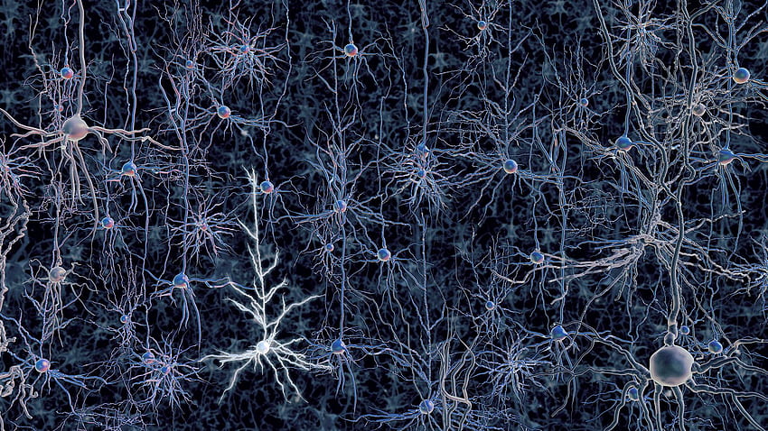 Nörobilim Arkaplanı. Sinirbilim , Sinirbilim Geek Geçmişi ve Sinirbilim MRI HD duvar kağıdı