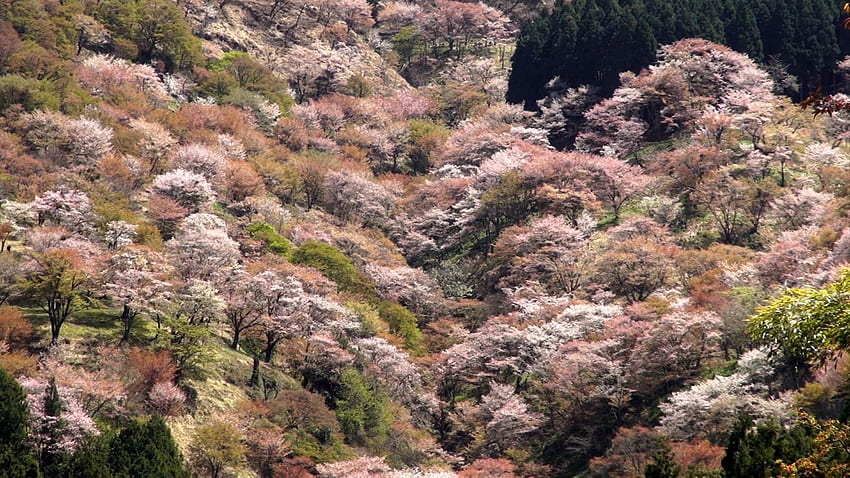 Mount Yoshino: Explore Japan's Best Cherry Blossom Spot HD wallpaper