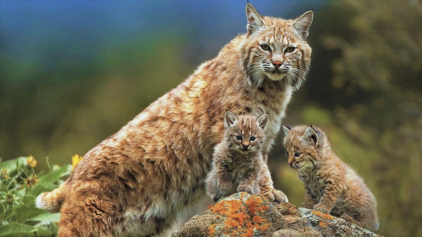 Lynx, Family, Wild Animals, , , Background, 4ee333 HD wallpaper