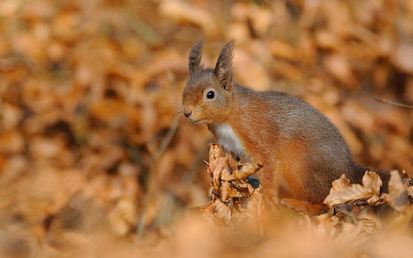 Animaux, Écureuil, Automne, Feuillage Fond d'écran HD