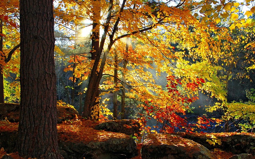 Hutan musim gugur yang indah, sinar matahari, sinar, sinar matahari, musim gugur, indah, daun, cabang, pohon, musim gugur, matahari, hutan, dedaunan Wallpaper HD