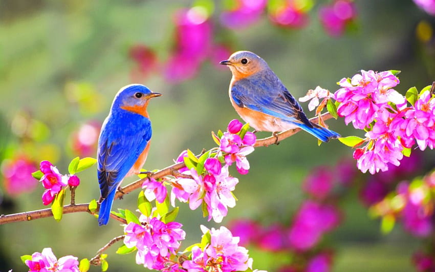 Frühlingsblaue Vögel. [ ]. Schöner, niedlicher Vogel-Frühling HD-Hintergrundbild
