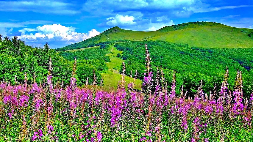 Maravilhosas cores da primavera nas flores e montanhas da natureza, linda natureza da primavera papel de parede HD