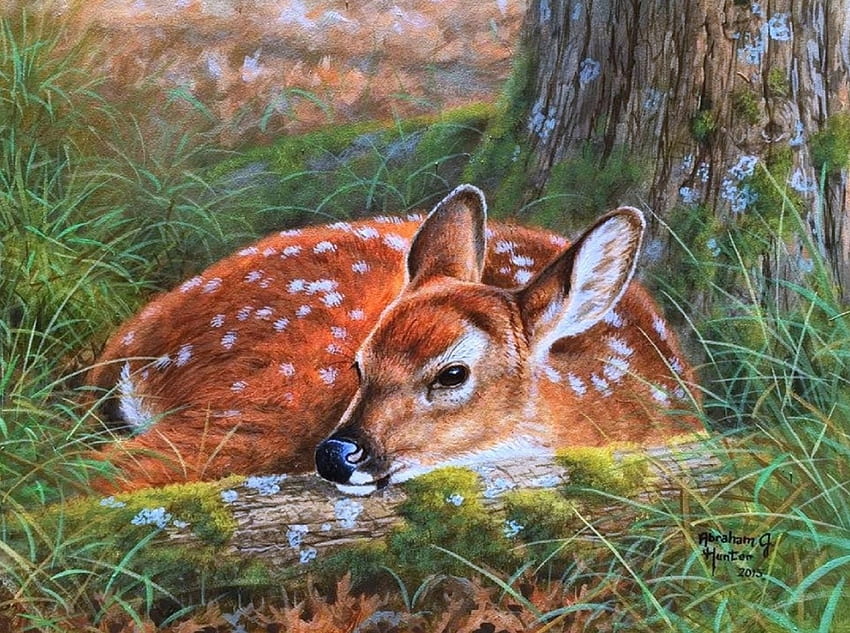 young deer, natur, deers, animals, deer HD wallpaper