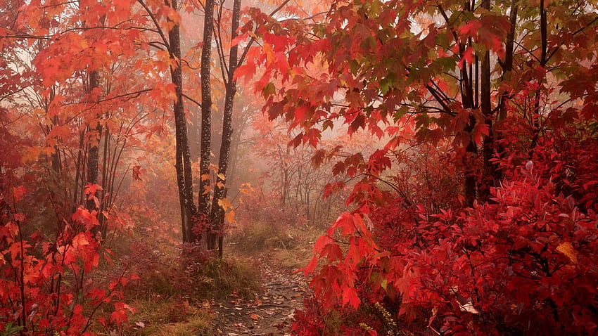 Fall Red Leaves Forest Autumn Epic Background [] for your , Mobile & Tablet. Explore Fall Colours . Fall For HD wallpaper