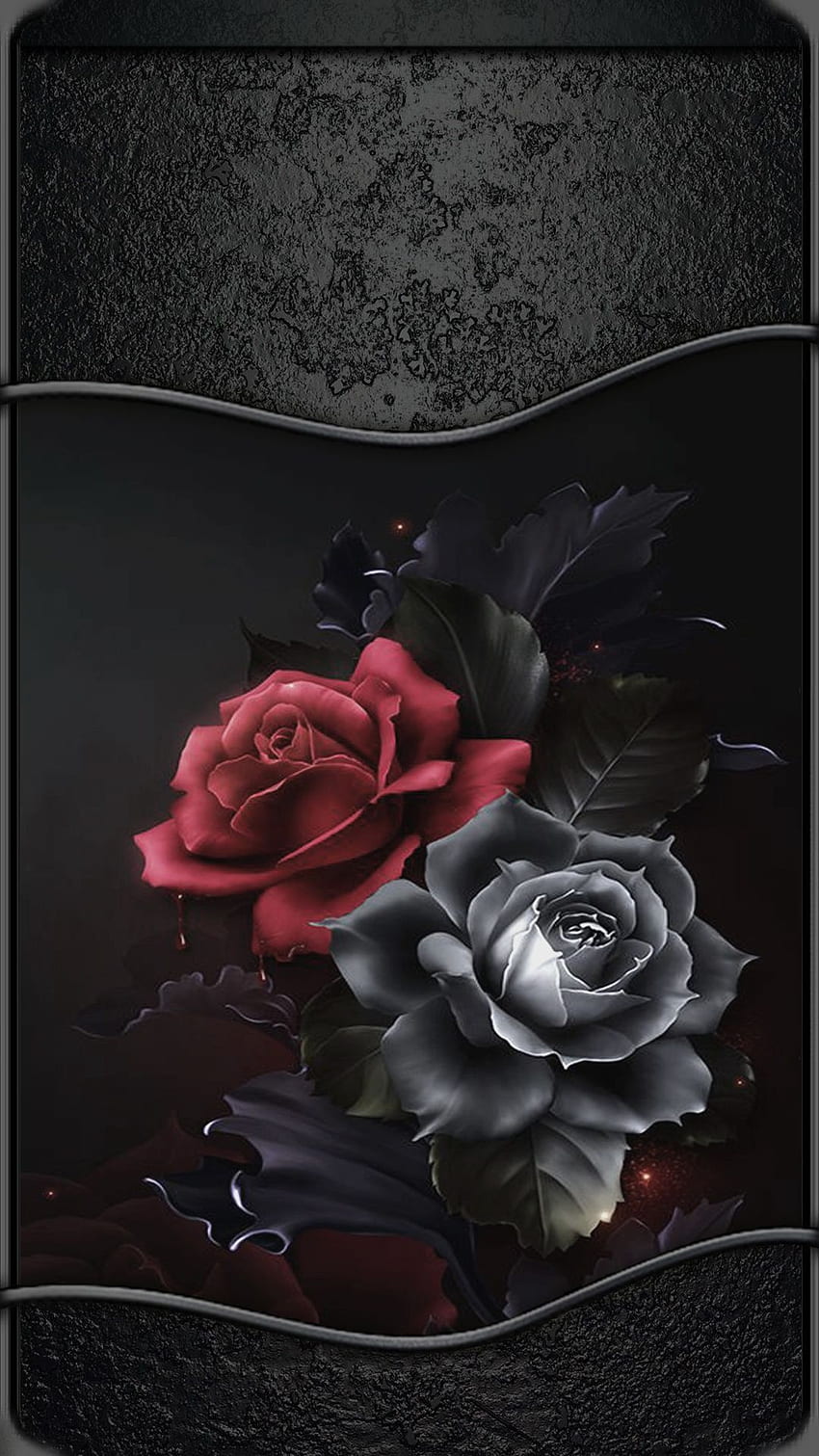 Roses, hybrid tea rose, love, red, black and white HD phone wallpaper