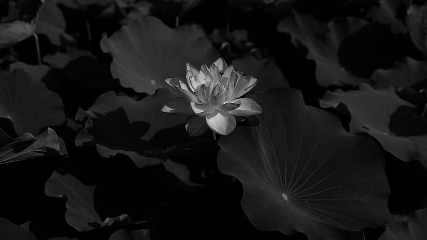 loto, bw, hojas, flores, loto negro fondo de pantalla