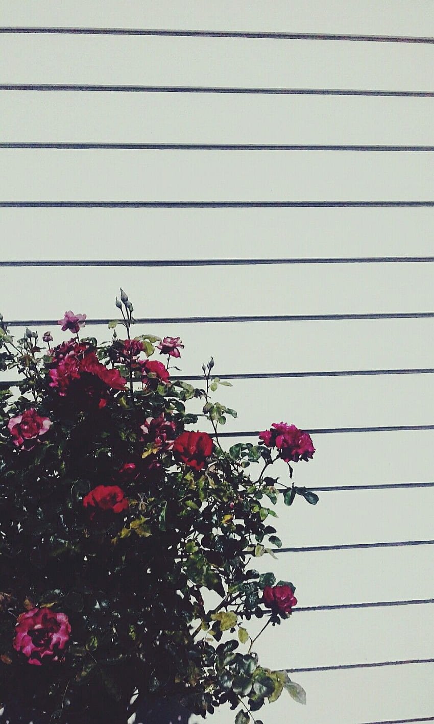 Tumblr aesthetic wallapaper roses wall grunge trendy iphone, 90s Grunge Aesthetic HD phone wallpaper
