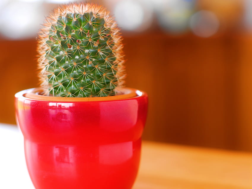 Small cactus HD wallpapers | Pxfuel