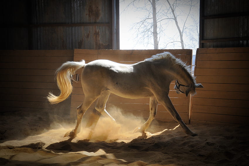 Tiere, Farbe, Staub, Pferd, Stall HD-Hintergrundbild