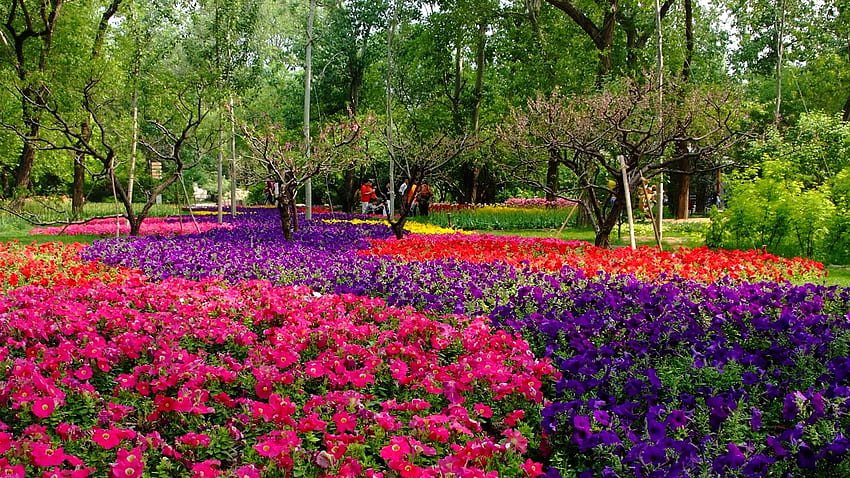 Jardim de início de verão de Xiangshan (obras de vergalhões) - - Jardim de início de verão de Xiangshan (trabalhos de vergalhão) - grafia - V3 Site papel de parede HD