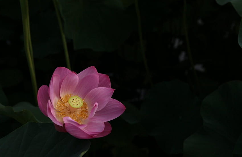Fleurs, Eau, Feuilles, Nuit, Lotus Fond d'écran HD