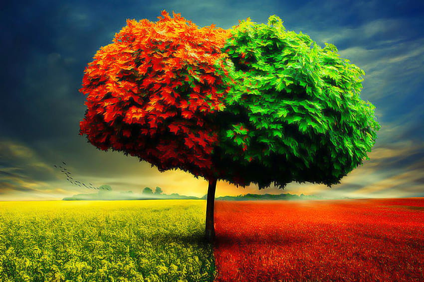 Best Tree Spring Season Tree, Beautiful Weather HD wallpaper