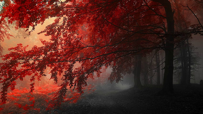 Bosque Rojo, 2560x1440 Rojo fondo de pantalla