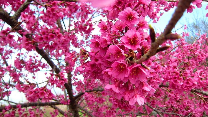 Bunga: Seni Cinta Bunga Romantis Lukisan Cat Air Kecantikan Mawar, Bunga Sakura Cat Air Wallpaper HD