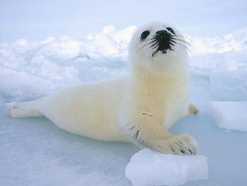 Page 5 | seals animal HD wallpapers | Pxfuel