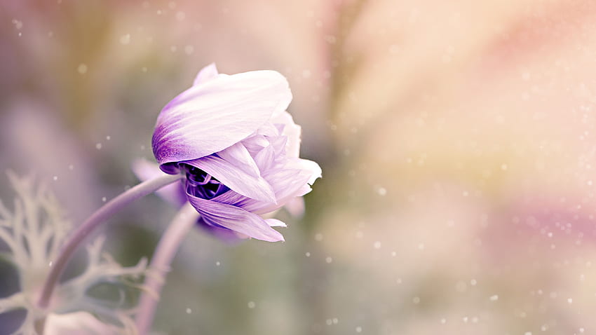 Anemone Flower Laptop Background Cute Flower Hd Wallpaper Pxfuel