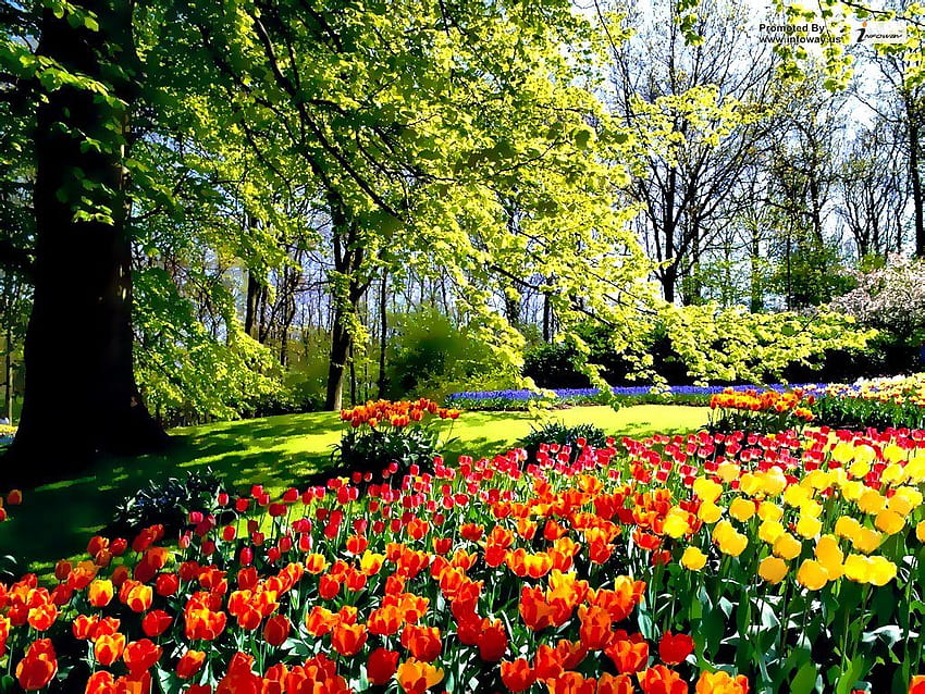 Ogród kwiatowy z tulipanami. z tulipanowym ogrodem kwiatowym Tapeta HD