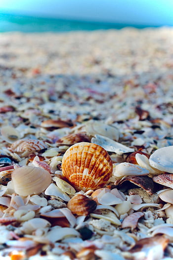 Page 2 | Shell, Beach HD wallpapers | Pxfuel